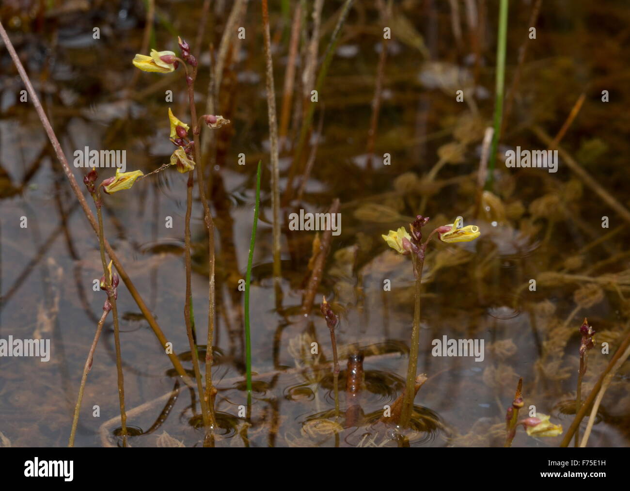 Geringerem stehenden, insektenfressende Pflanze im Moor-Pool. Stockfoto