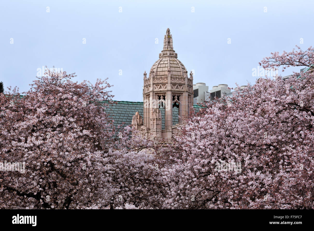 WA12136-00... WASHINGTON - Kirschbäume in voller Blüte in der Quad-Bereich des Campus der University of Washington Seattle. Stockfoto