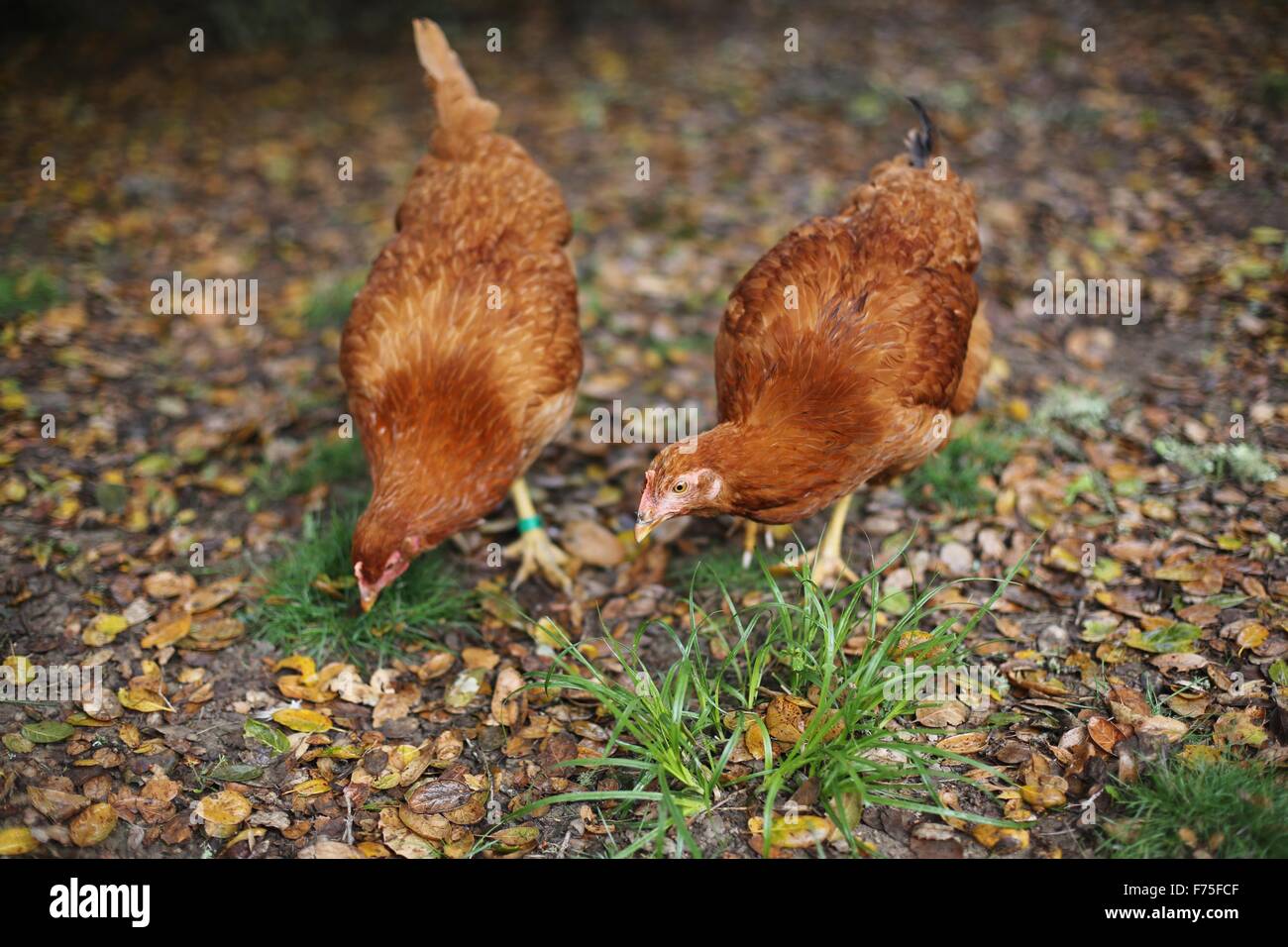 Huhn Picken Stockfotos und bilder Kaufen Alamy