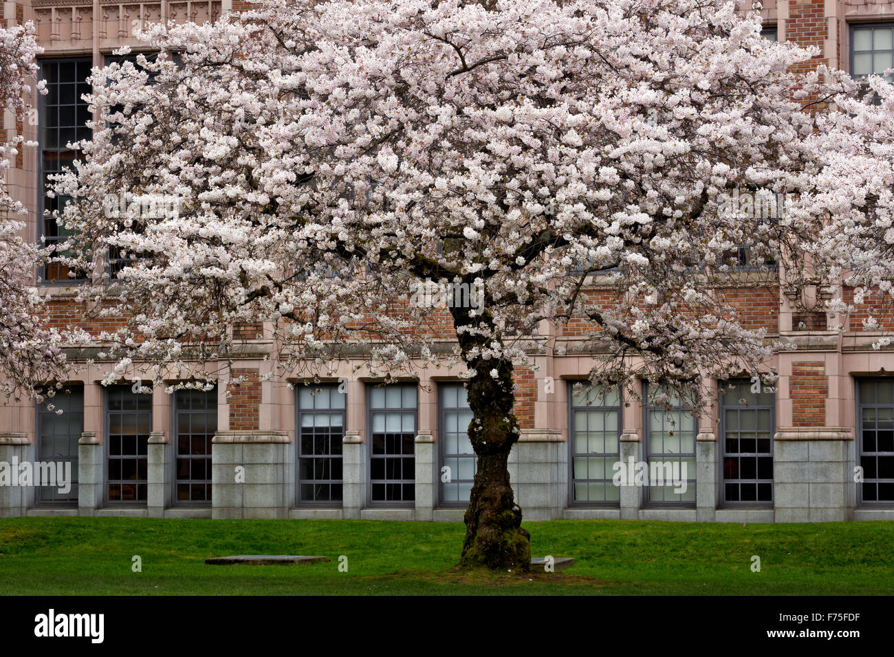 WA12142-00... WASHINGTON - Kirschbäume in voller Blüte auf der Quad Bereich des Campus der University of Washington Seattle. Stockfoto