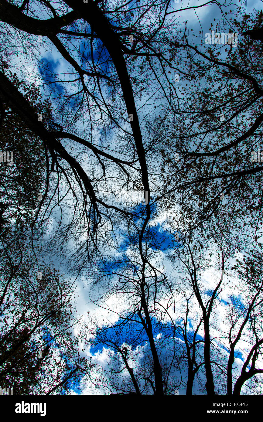 Weit abgewinkelten Tree Tops Stockfoto