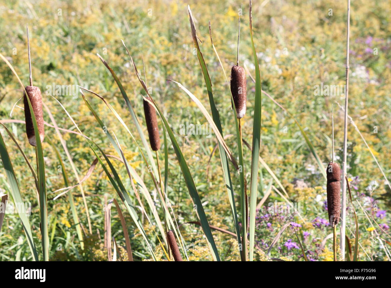 Catttail (Typha) sind eine große, steife Pflanze. besteht aus zwei Teilen; ein brauner Zylinder (Mutterteil) und eine gelbe Spitze (der männliche Teil) Stockfoto