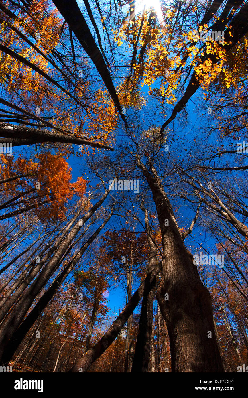 Weit abgewinkelten Tree Tops Stockfoto