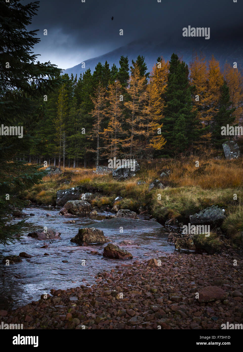 Kiefernwald neben Fluss unter dunklem Himmel schottischen Glen, Highlands, Schottland Stockfoto