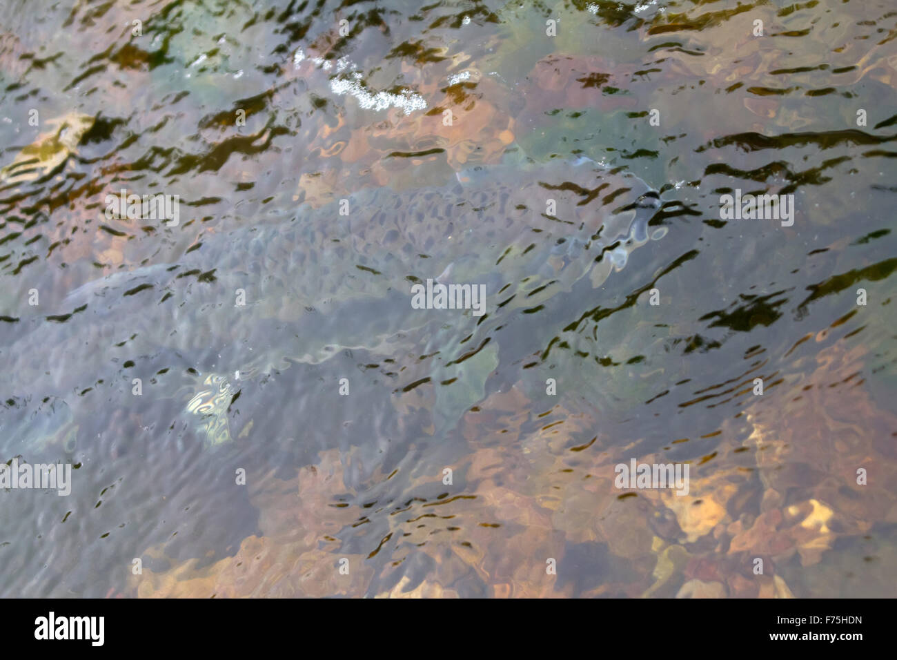 Hauptlauf blau-backed Lachs, sich in einer Grube Stockfoto