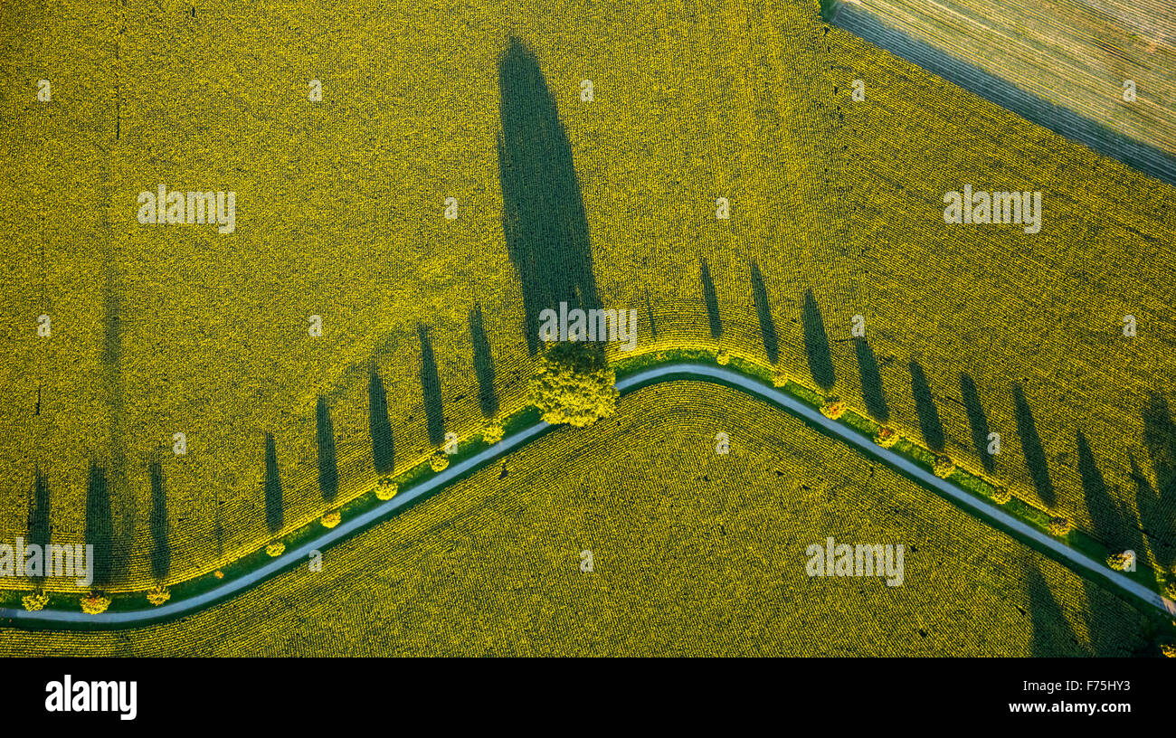 Raps-Felder mit Wintergetreide, Feldweg mit Laubbäumen und lange Schatten, Grafik, Struktur, Duisburg, Ruhrgebiet, Stockfoto