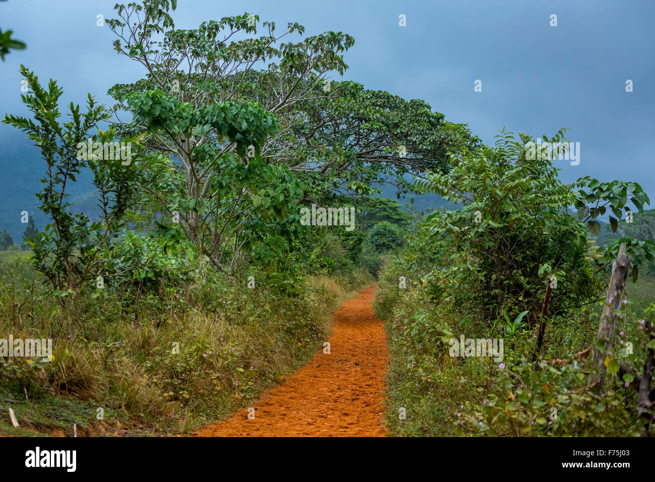 Feldweg durch das Vinales Tal mit roter Erde, rote Erde, Weg, Feldweg, Kuba, Pinar del Río, Kuba Stockfoto