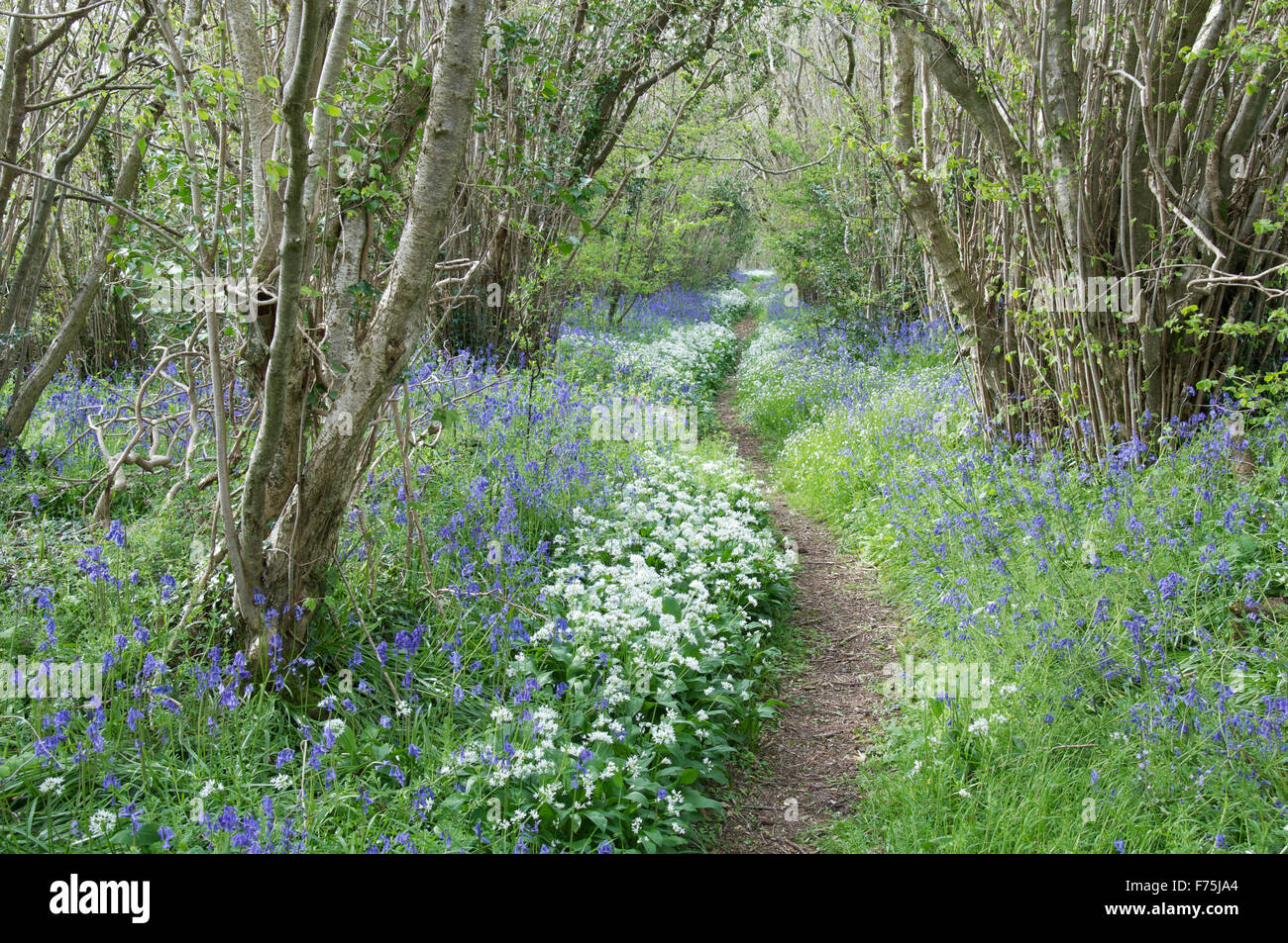 Feder Bluebells (Hyacinthoides non-scripta) und Bärlauch (Allium ursinum) wachsen zusammen neben einem Reitweg in ländlichen Dorset. England, UK. Stockfoto