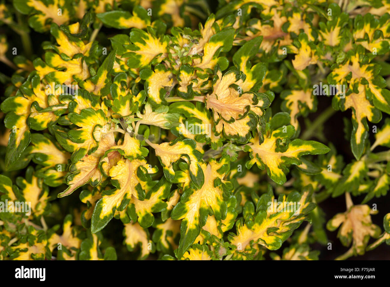Buntnessel Solenostemon Scutellarioides "Coral mit Rüschen" Sammlung "Gold mit Rüschen", mehrjährige Pflanze mit lebhaften gelben & grünes Laub Stockfoto