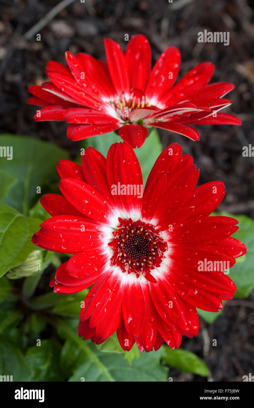 Zwei lebhafte rote Blumen Gerbera Jamesonii mit zentralen Ring der weißen Blütenblättern, Hintergrund aus grünen Blättern Stockfoto