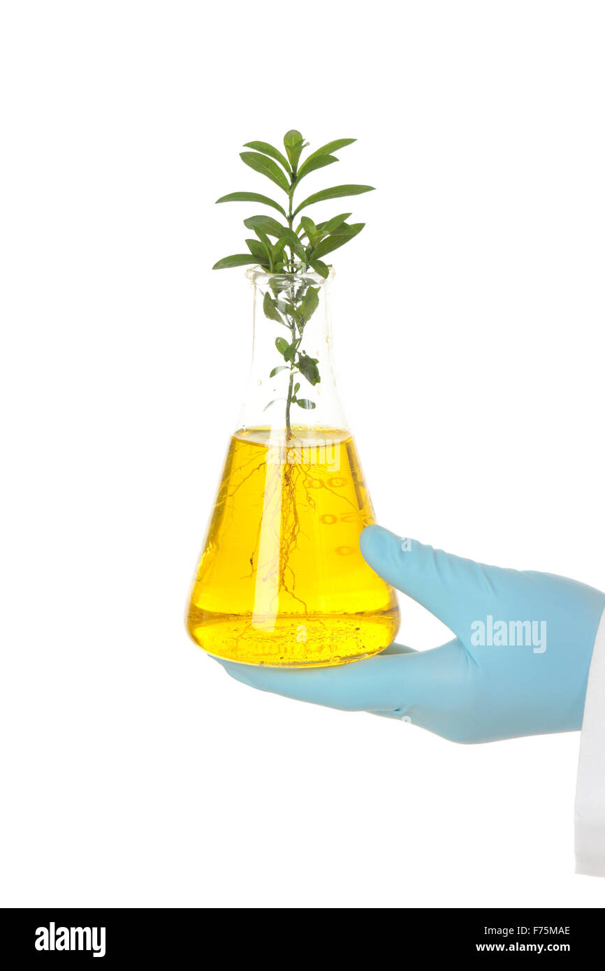 Botanische Wissenschaft Stockfoto