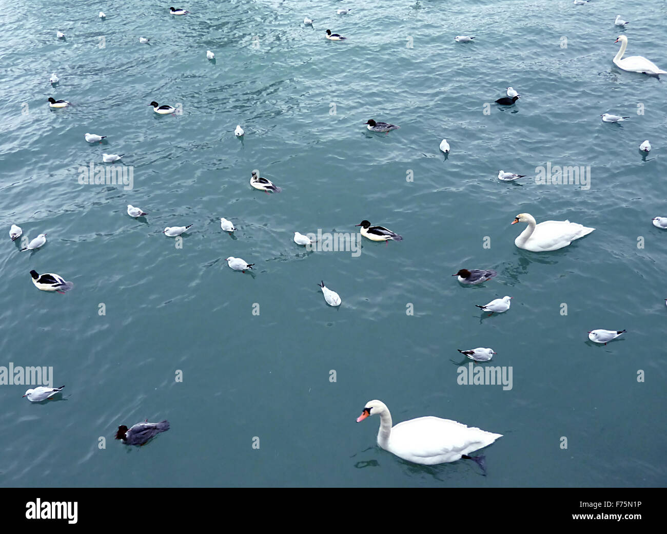 Viele Vögel am Genfer See Leman Stockfoto