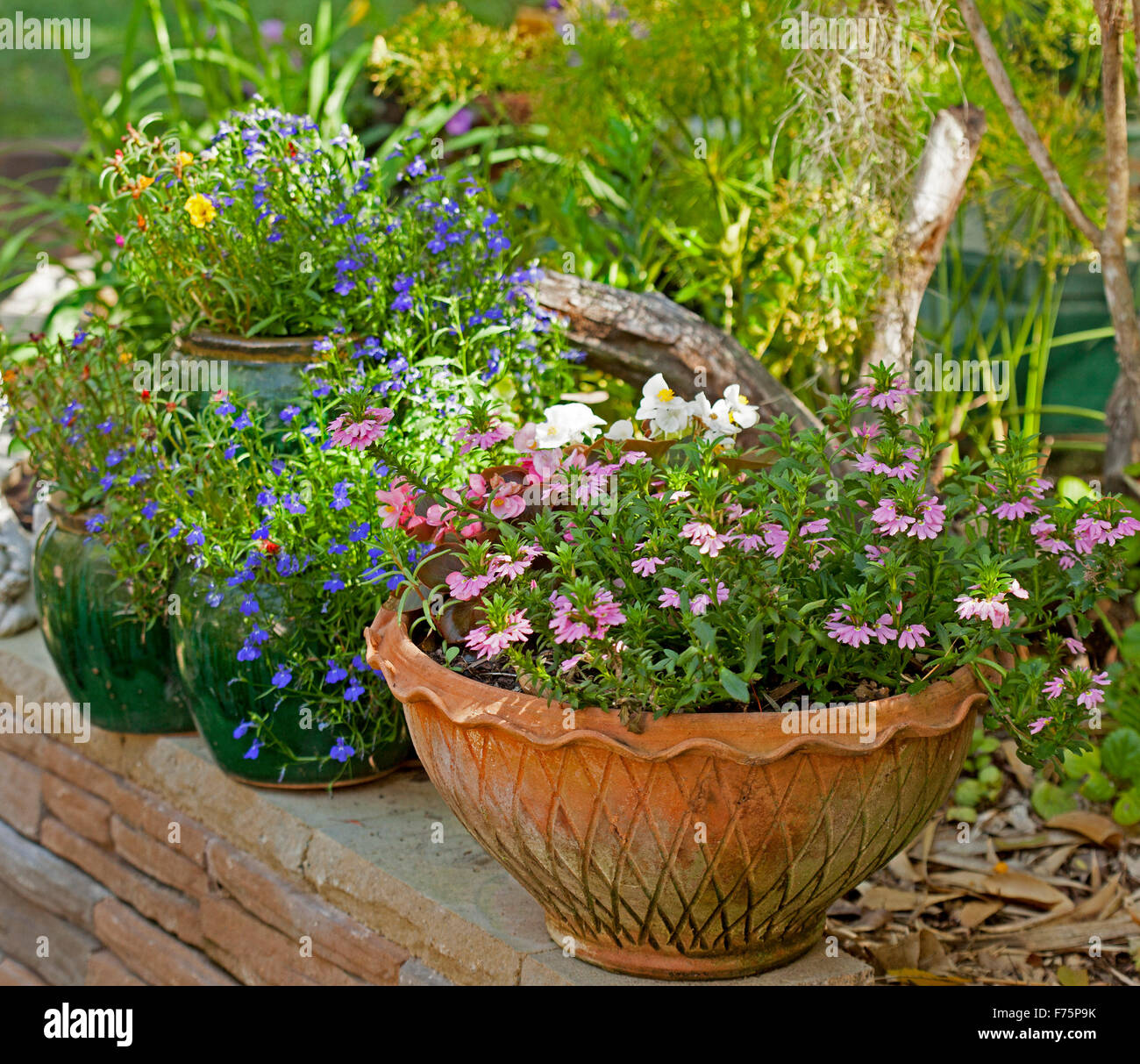 Dekorative Terracotta-Container mit Scaevola Aemula, 'Pink Charme' am Gartenmauer neben Keramiktopf mit blauen Lobelien blühend Stockfoto