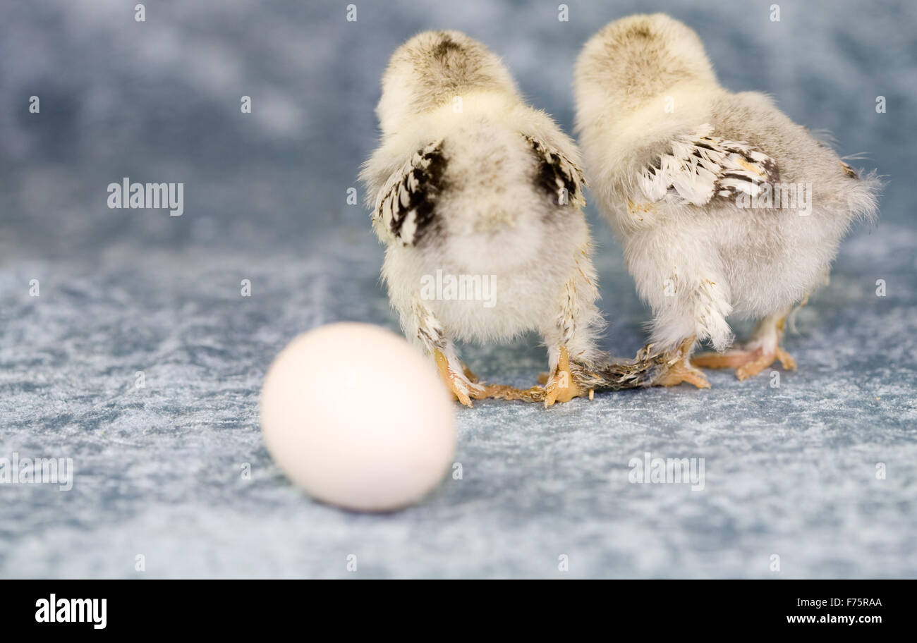 Wo ist das Ei hin Stockfoto