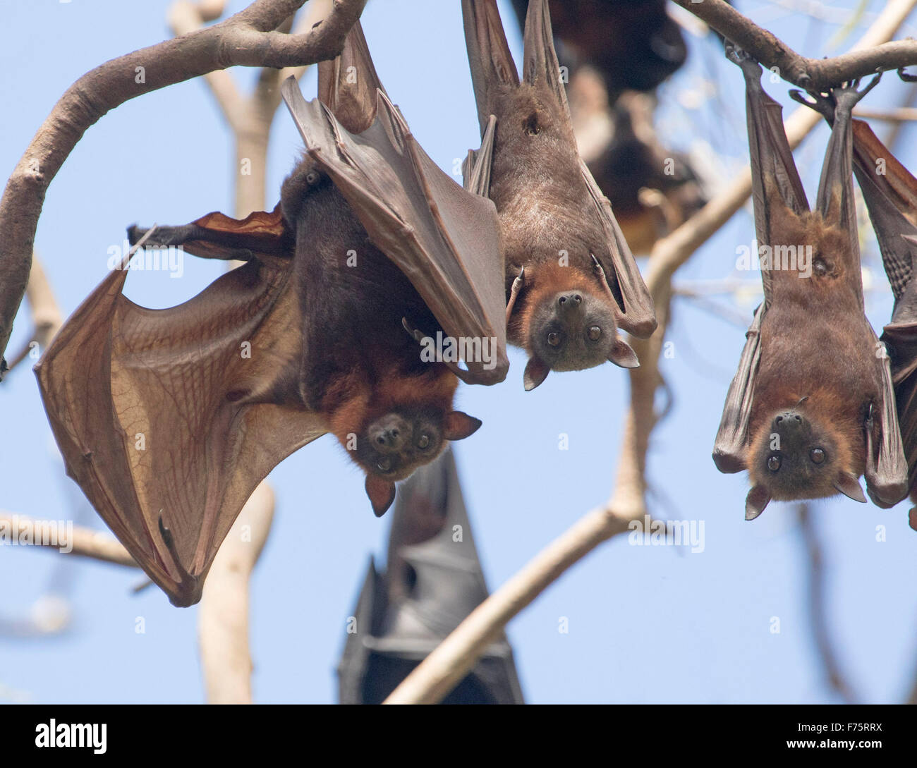 Gruppe der Flughunde unter der Leitung von grau / fliegende Füchse, Pteropus Poliocephalus hängen in den Bäumen gegen blauen Himmel, in Australien Stockfoto