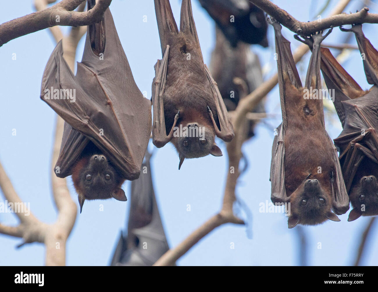 Gruppe der Flughunde unter der Leitung von grau / fliegende Füchse, Pteropus Poliocephalus hängen in den Bäumen gegen blauen Himmel, in Australien Stockfoto