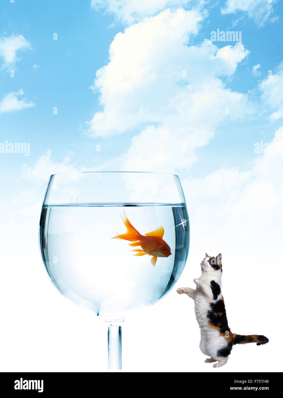 Katze und Fisch Stockfoto