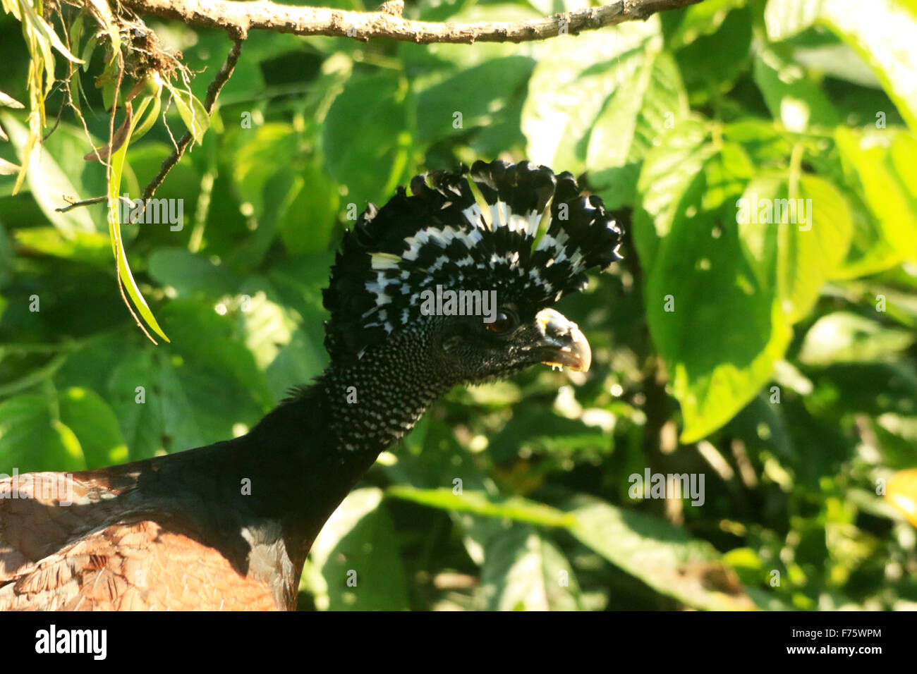 Ein großes Curassow, eines der größten Mitglieder der Adelsfamilie Cracidae in La Fortuna in der Arenal Observatory Lodge, Costa Rica Stockfoto