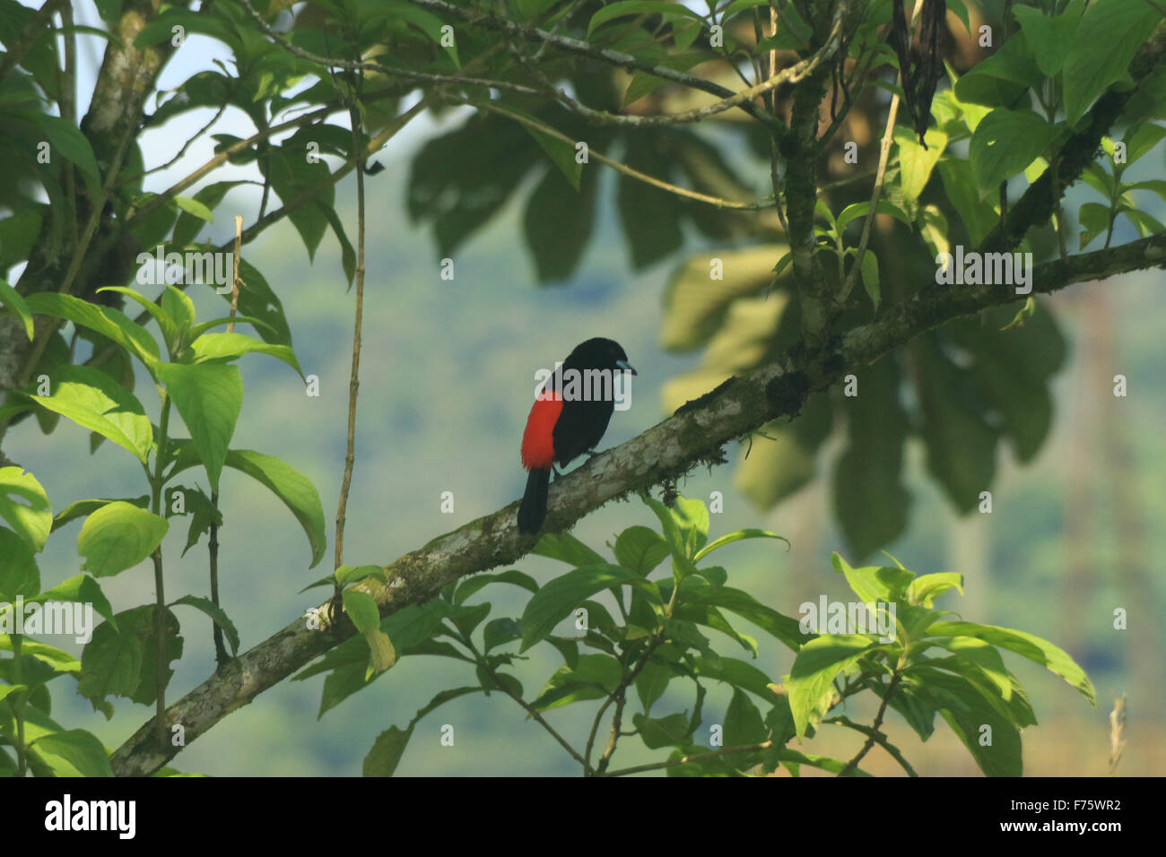 Kirschen-Voegel, auch bekannt als Ramphocelus Costaricensis, ein schwarzer Vogel mit einem leuchtend roten Rücken gesehen in Arenal, Costa Rica Stockfoto