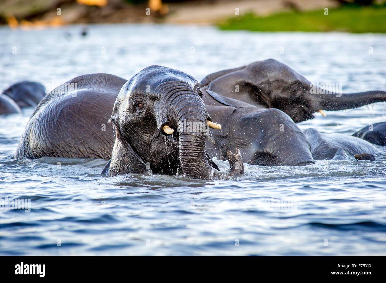 Kasane, Botsuana - Chobe Nationalpark afrikanischen Elefanten (Loxodonta) Stockfoto