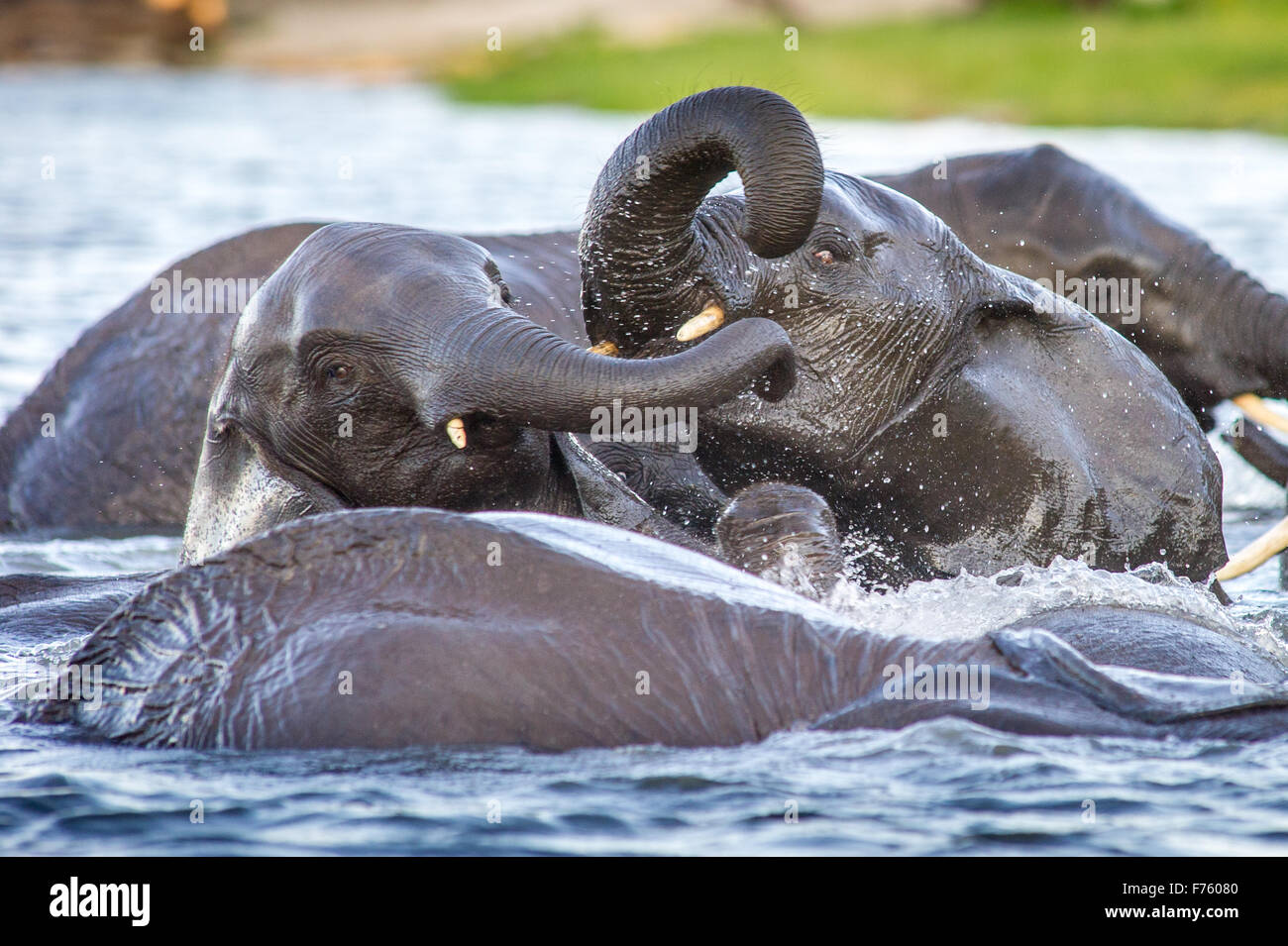 Kasane, Botsuana - Chobe Nationalpark afrikanischen Elefanten (Loxodonta) Stockfoto