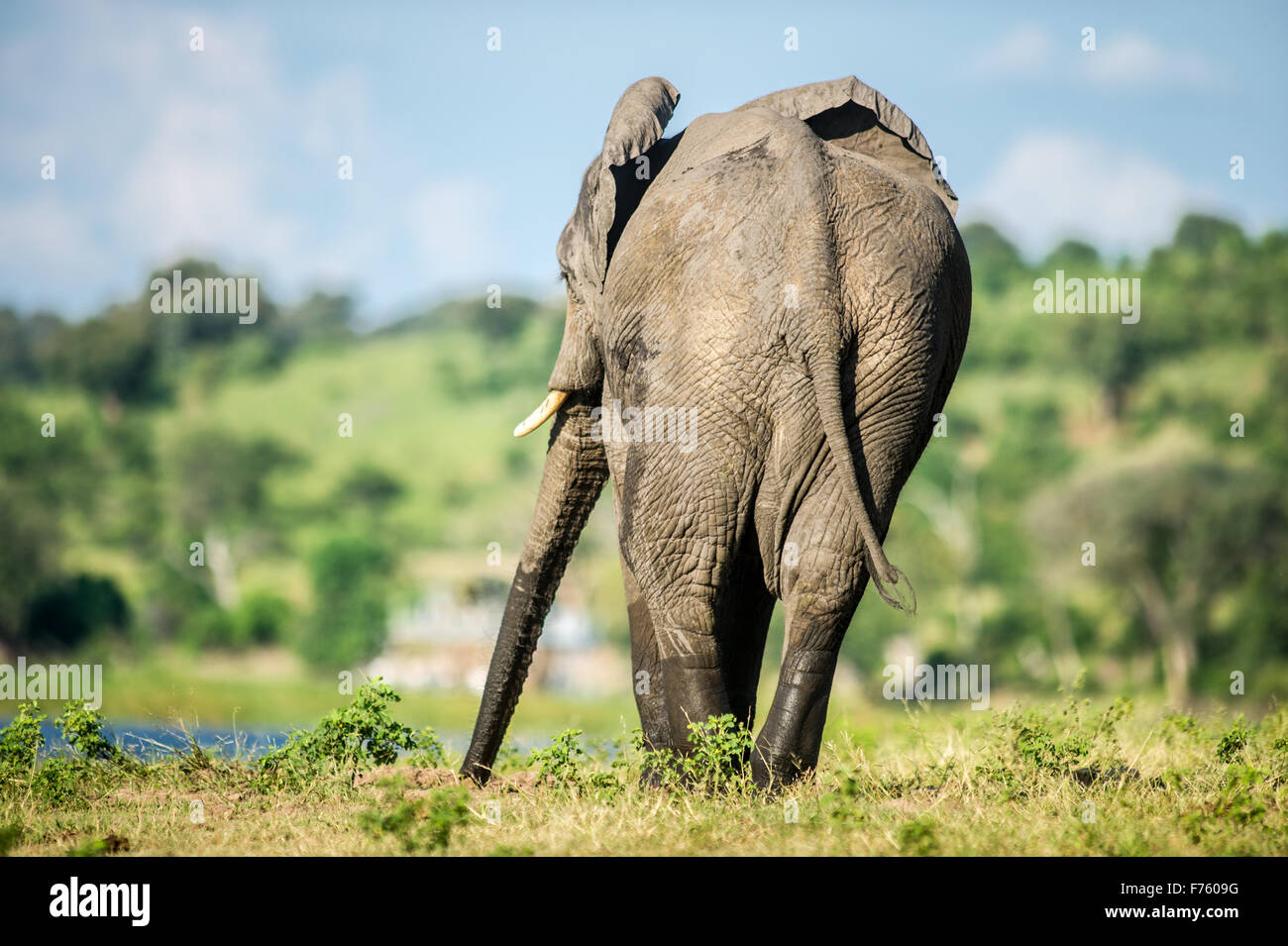 Kasane, Botsuana - Chobe Nationalpark afrikanischen Elefanten (Loxodonta) Stockfoto