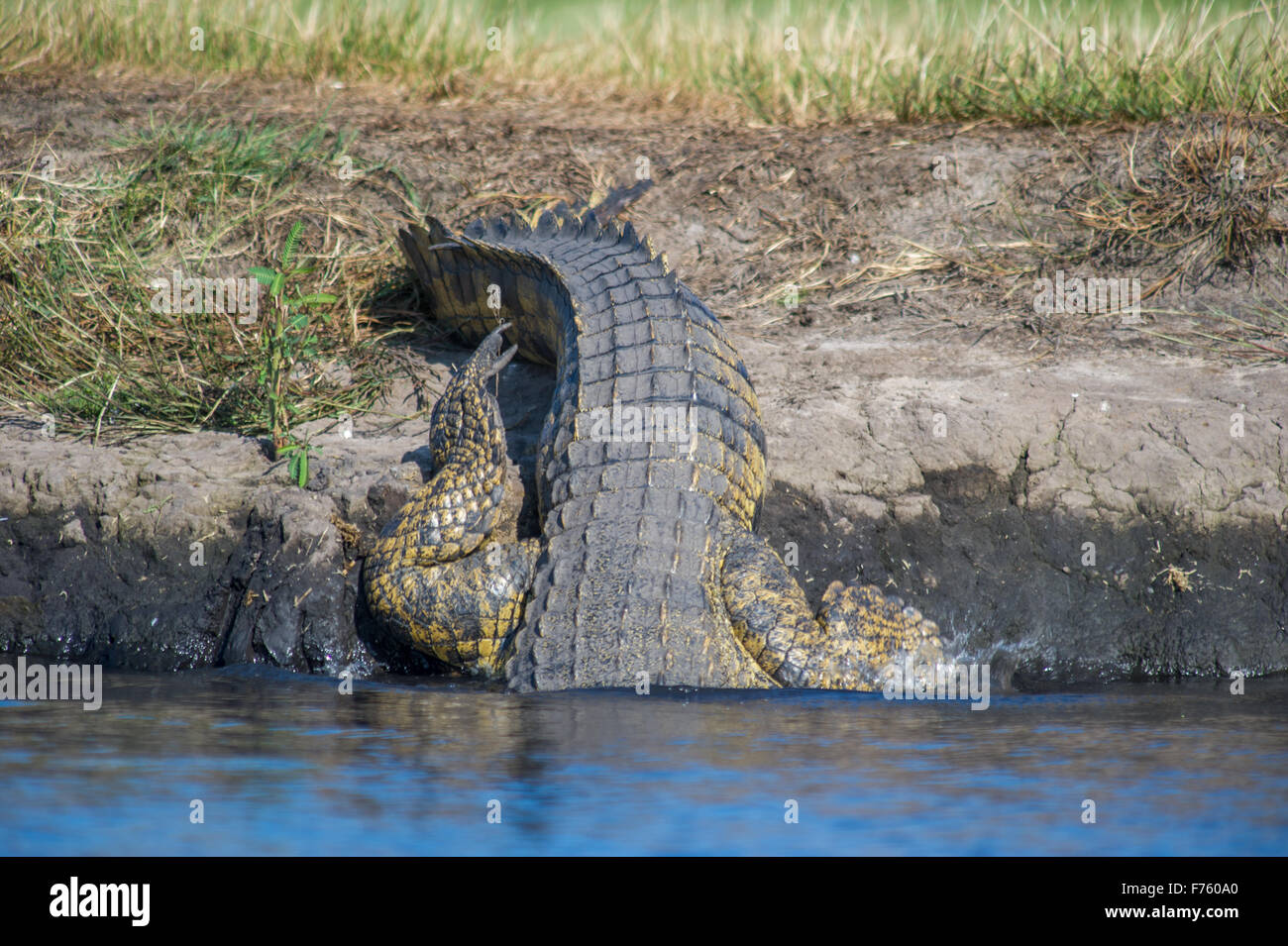 Kasane, Botsuana - Chobe Nationalpark Krokodil (Crocodylinae) Stockfoto