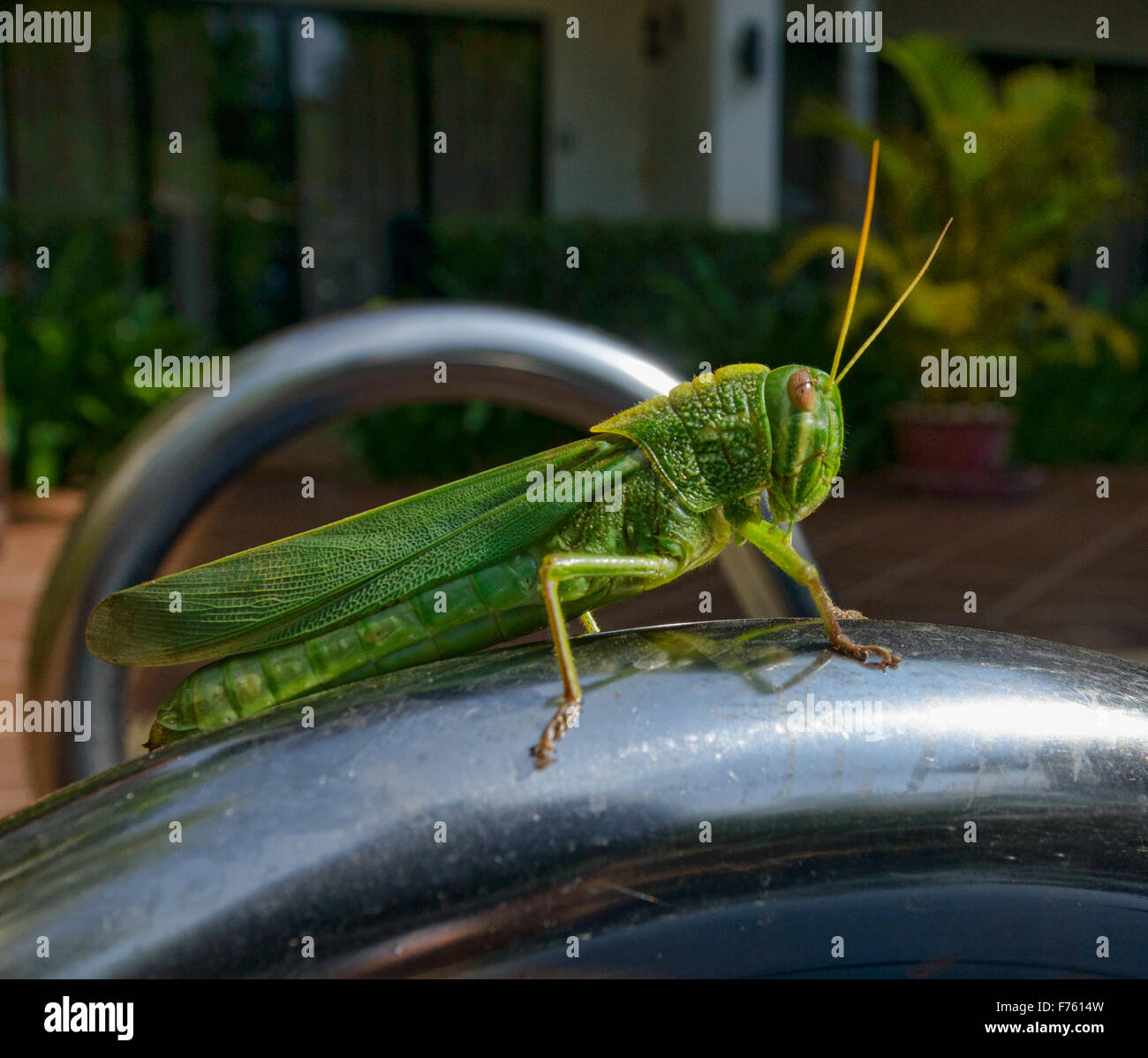 Riesige Heuschrecke aus nächster Nähe, Siem Reap, Kambodscha Stockfoto