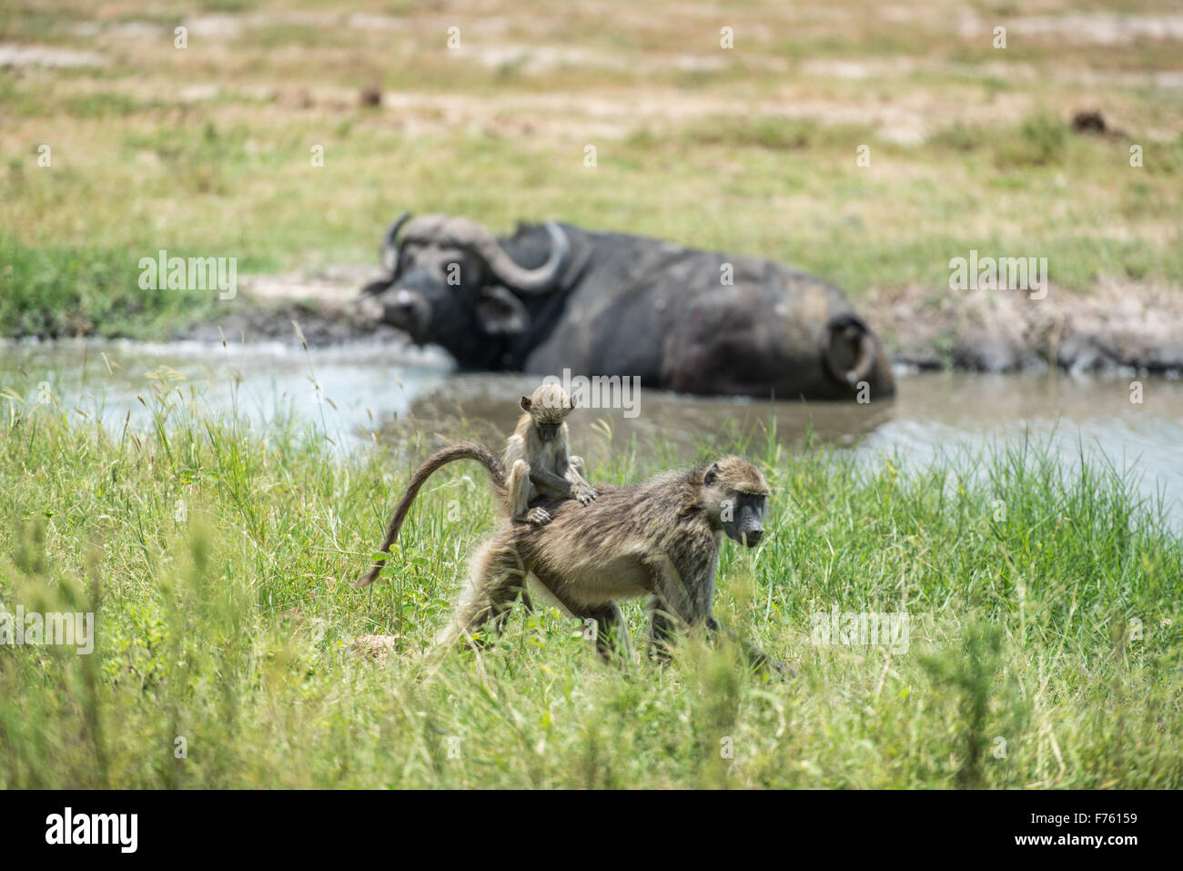 Kasane, Botsuana - Chobe Nationalpark Chacma Paviane (Papio Ursinus) und Kaffernbüffel (Syncerus Caffer) Stockfoto