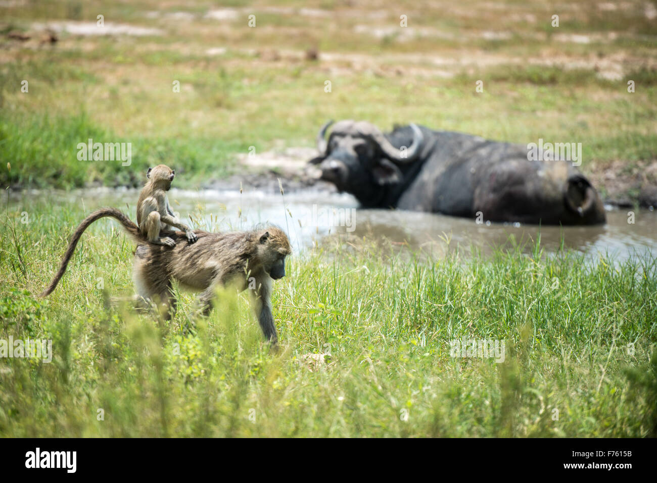 Kasane, Botsuana - Chobe Nationalpark Chacma Paviane (Papio Ursinus) und Kaffernbüffel (Syncerus Caffer) Stockfoto