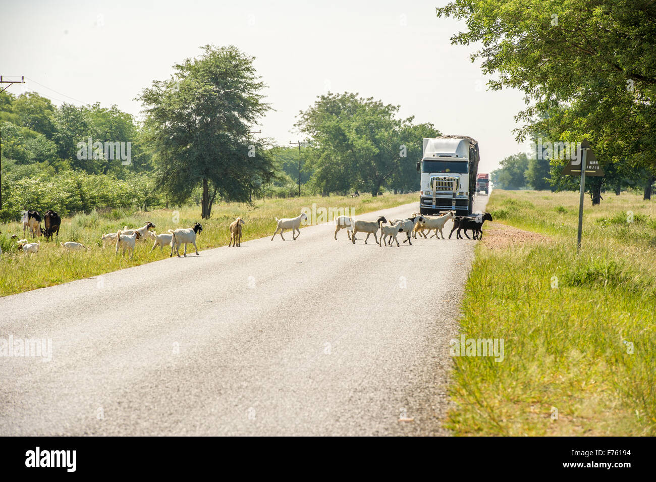 Francistown, Botswana - Freilandhaltung Ziegen in Fahrbahn Stockfoto