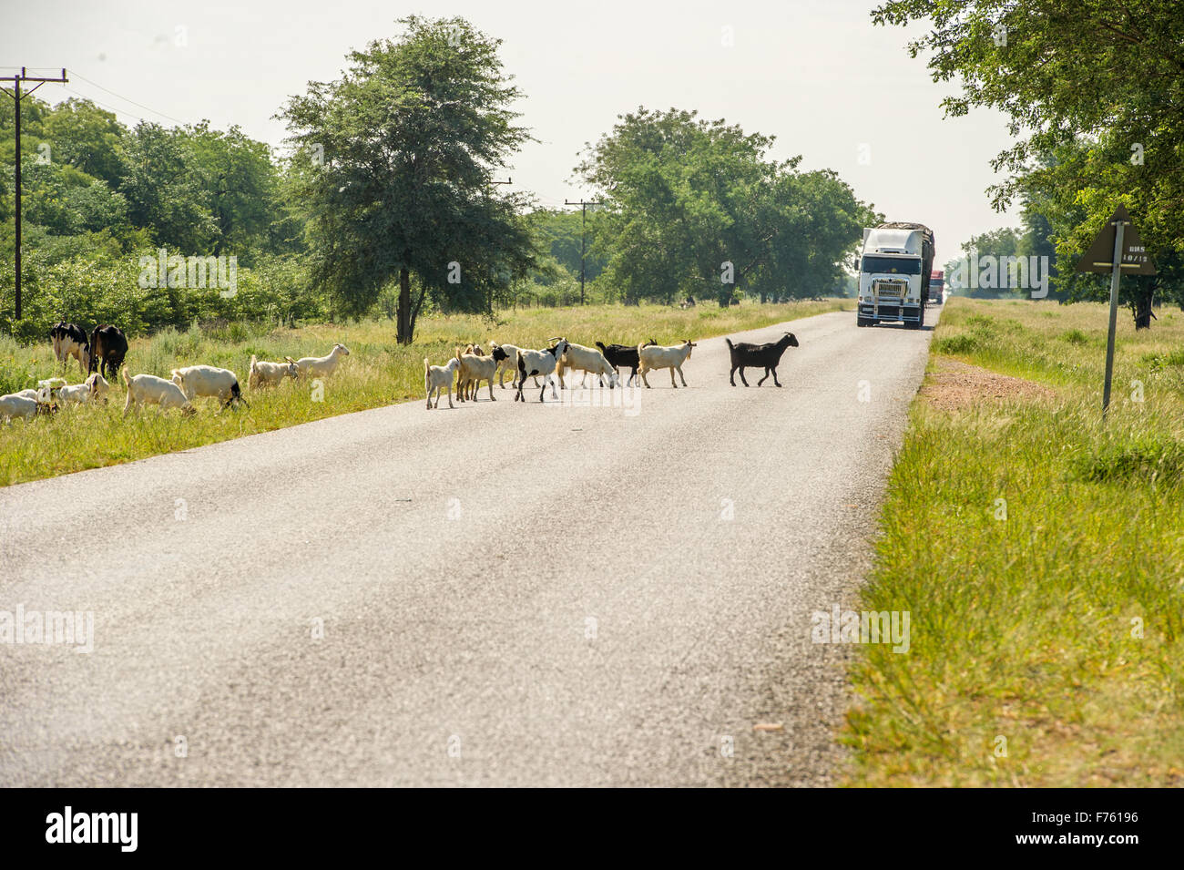 Francistown, Botswana - Freilandhaltung Ziegen in Fahrbahn Stockfoto