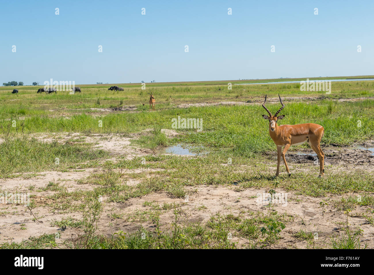 Kasane, Botsuana - Chobe National Park Impala (Aepyceros Melampus) Stockfoto