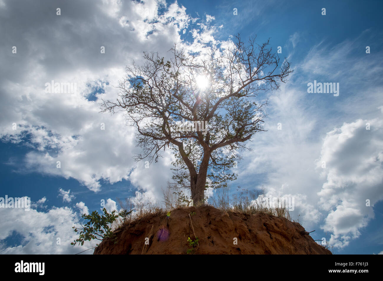Kasane, Botsuana - Chobe Nationalpark Elefanten rieb Baum Stockfoto