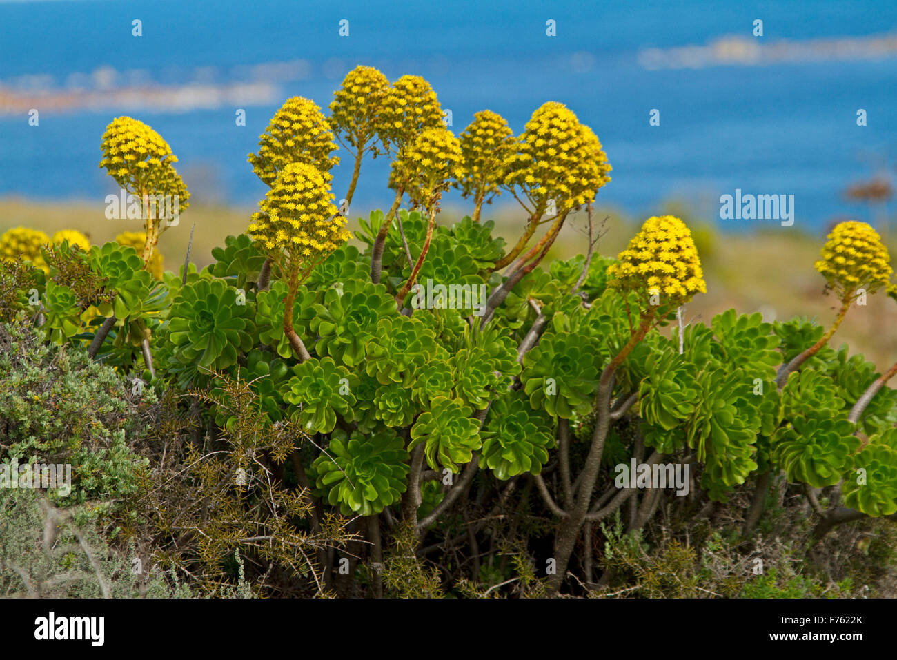 Aeonium Arboreum, Hauswurz, ein invasives Unkraut in Australien, auf Küstendünen mit Masse von gelben Blüten gegen blauen Himmel, Stockfoto