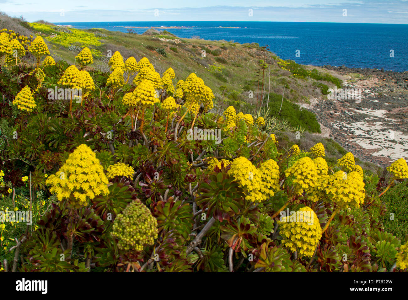 Sukkulente Aeonium Arboreum, Hauswurz mit Masse von gelben Blüten ein invasives Unkrautarten wachsen auf Küstendünen in Sth Aust Stockfoto