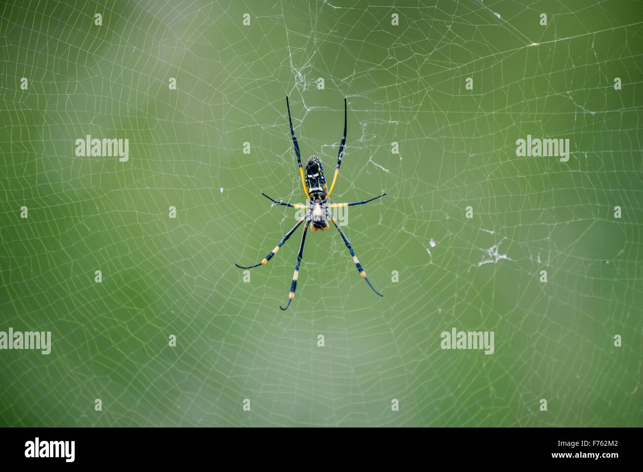 SOUTH AFRICA-Krüger National Park Golden Orb Weaver (Nephila) Stockfoto