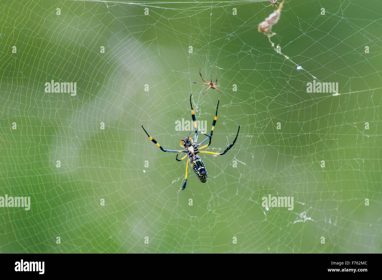 SOUTH AFRICA-Krüger National Park Golden Orb Weaver (Nephila) Stockfoto