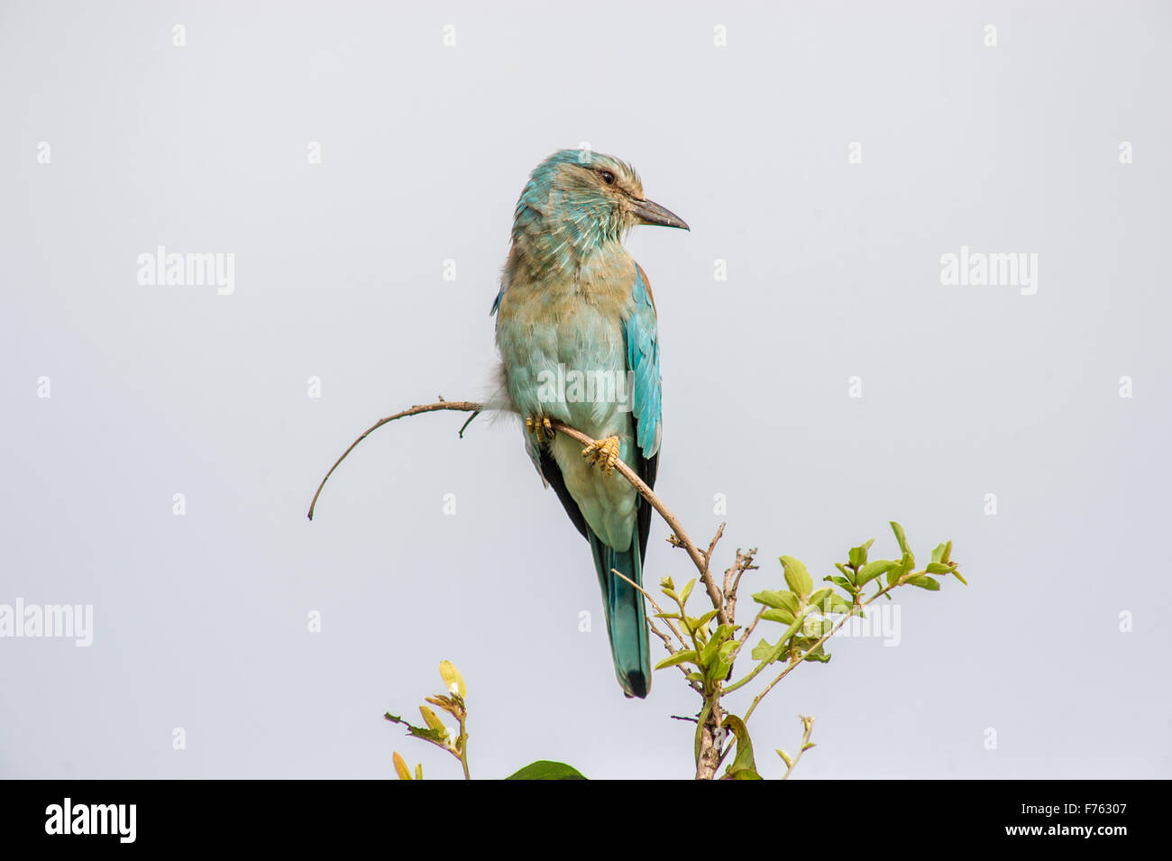 Südafrika - Krüger National Park Blauracke (Coracias Caudatus) Stockfoto