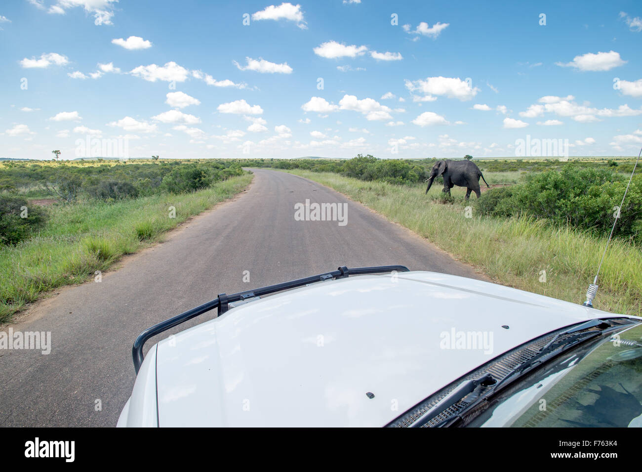 SOUTH AFRICA-Krüger Nationalpark afrikanischen Elefanten (Loxodonta) Stockfoto