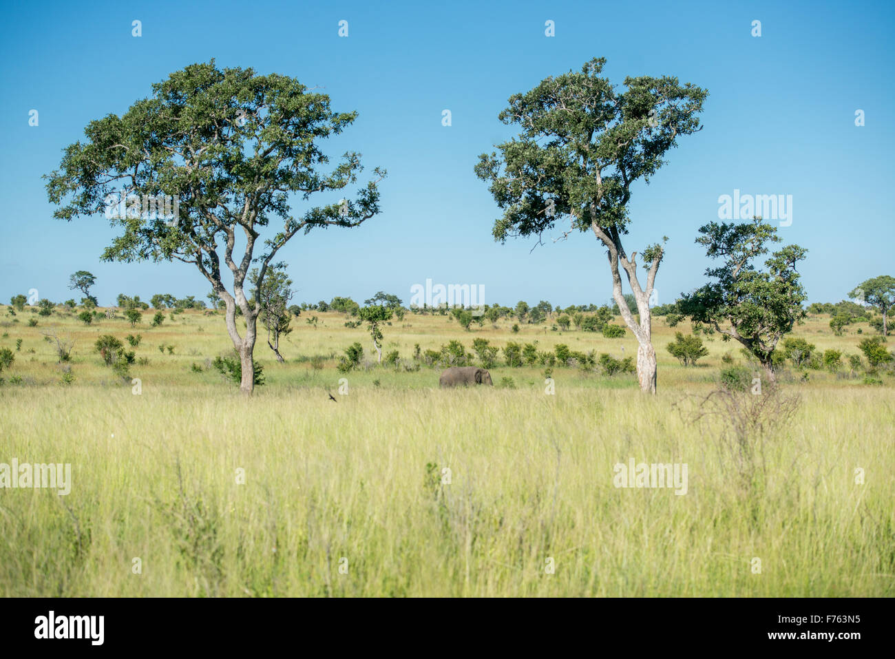 SOUTH AFRICA-Krüger Nationalpark Elefanten (Loxodonta) Stockfoto