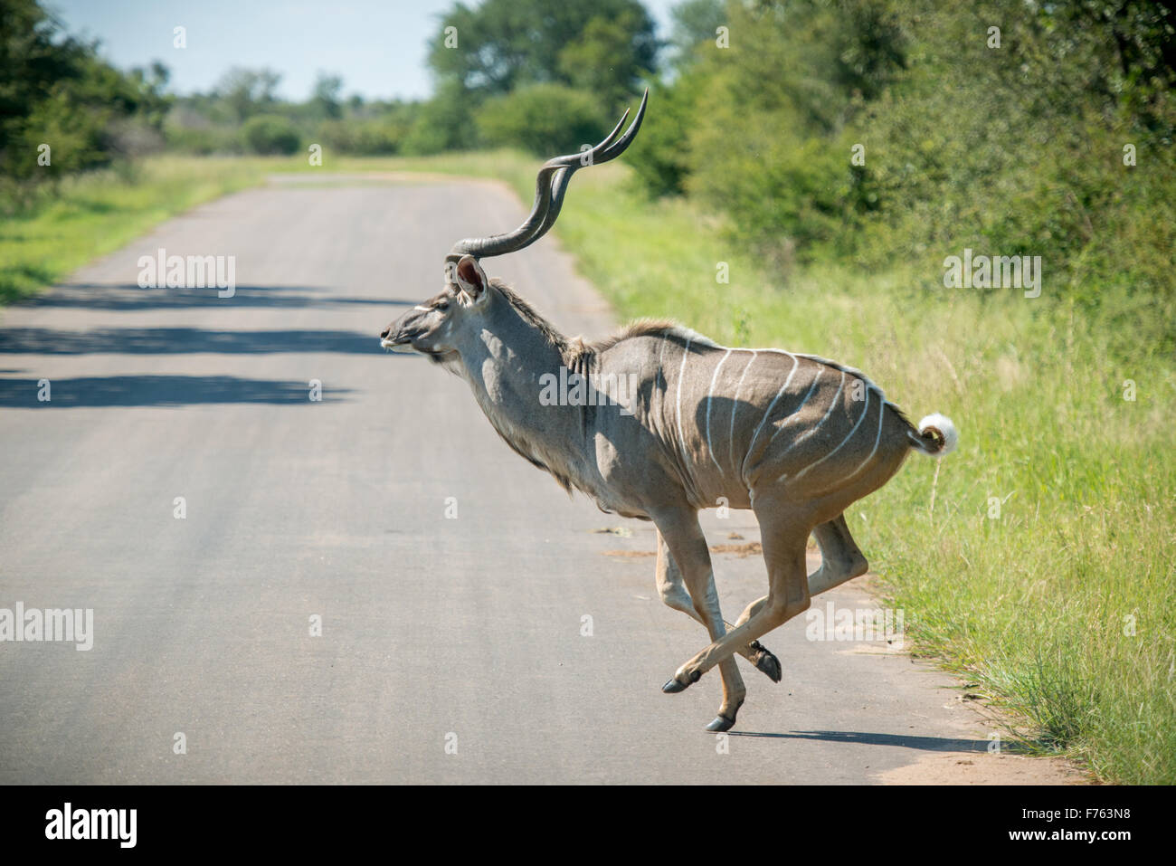 Südafrika - Krüger National Park erwachsenen männlichen Kudu (Tragelaphus Strepsiceros) Stockfoto