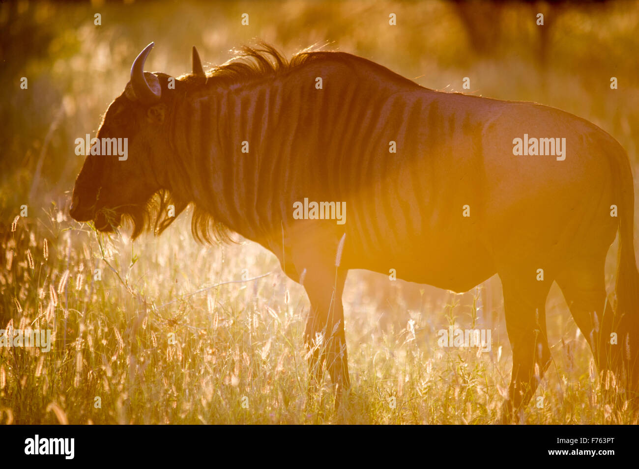 SOUTH AFRICA-Krüger Nationalpark Wildebeast (Connochaetes) Stockfoto