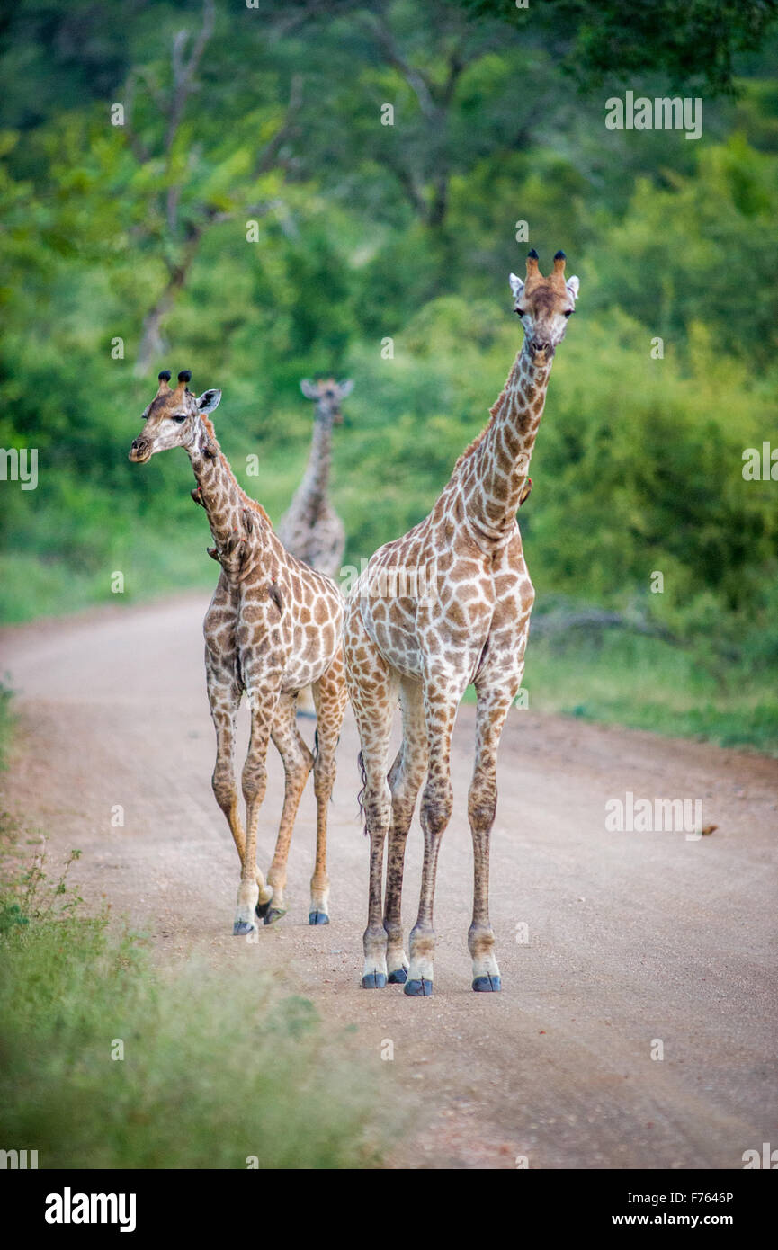 Südafrika - Krüger National Park Giraffe (Giraffa Giraffe) Stockfoto