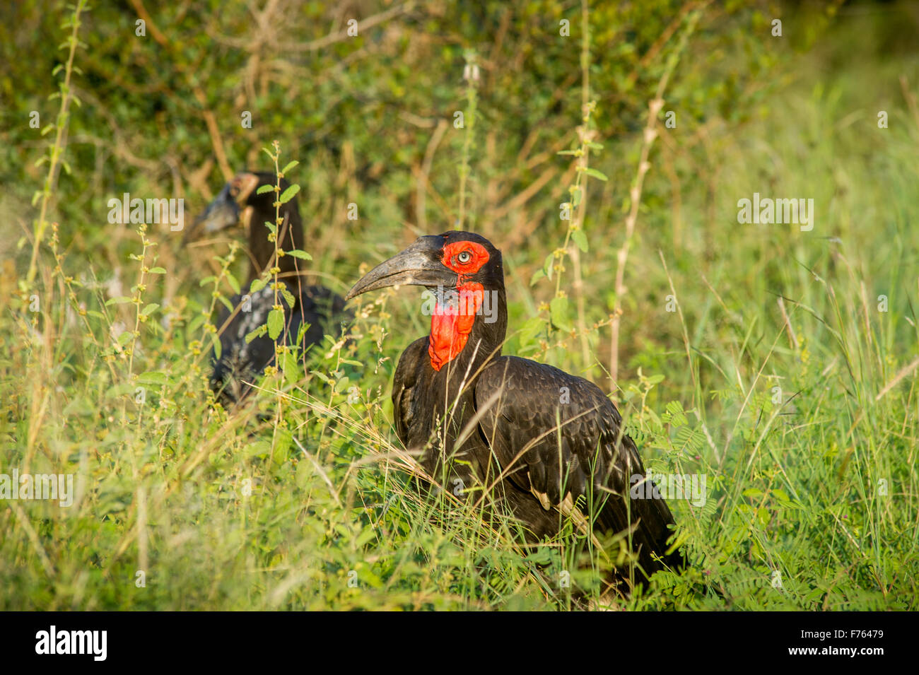 Südafrika - Krüger National Park südliche Hornrabe (Bucorvus Cafer) Stockfoto