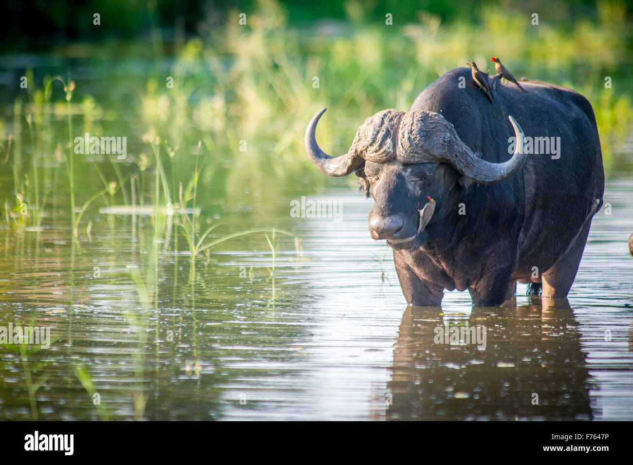 Südafrika - Krüger National Park Kaffernbüffel (Syncerus Caffer) rot abgerechnet Ox Pecker Stockfoto