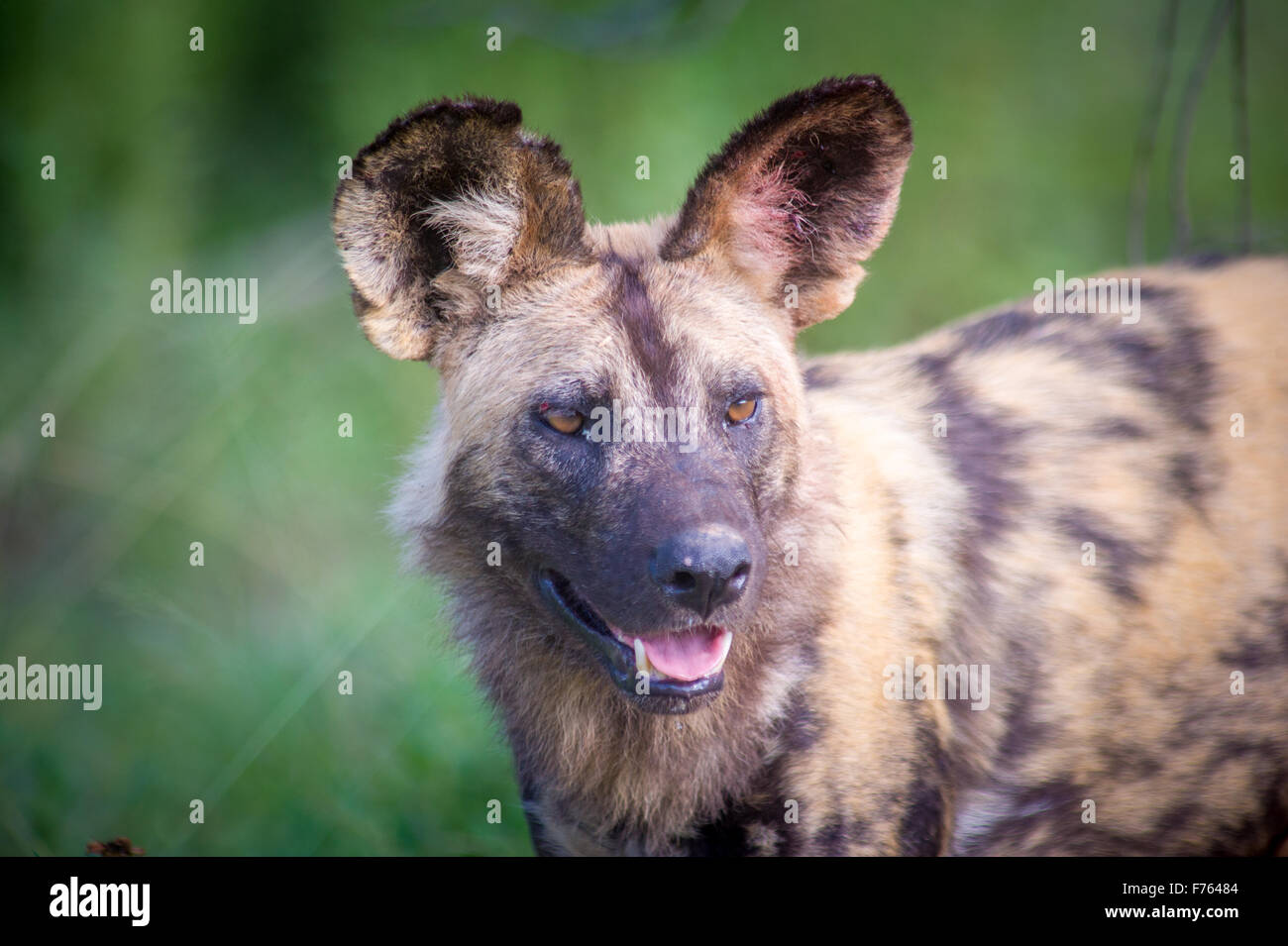 Südafrika - Krüger National Park Afrikanischer Wildhund (LYKAON Pictus) Stockfoto
