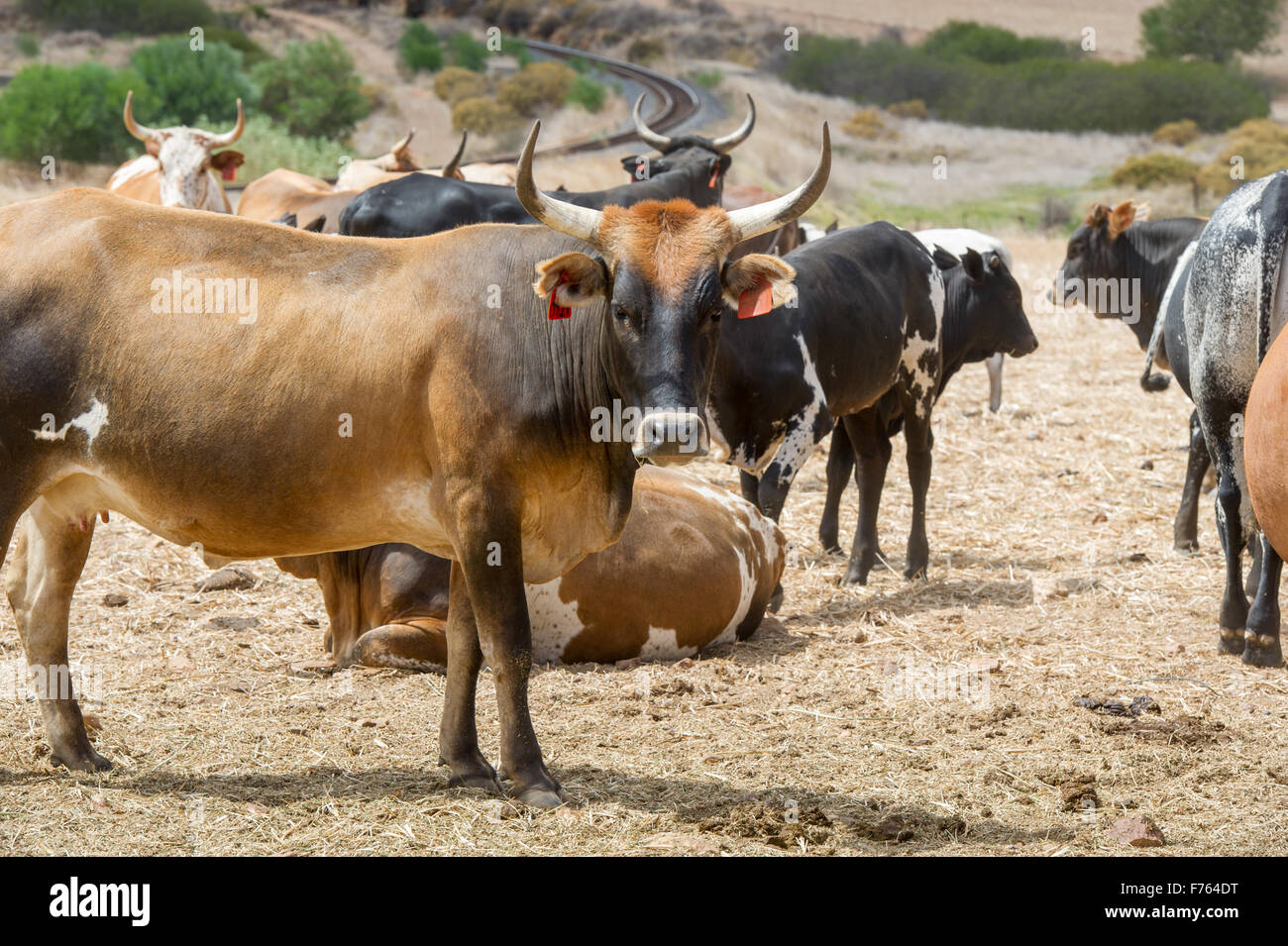 Nguni cattle Fotos und Bildmaterial in hoher Auflösung Alamy