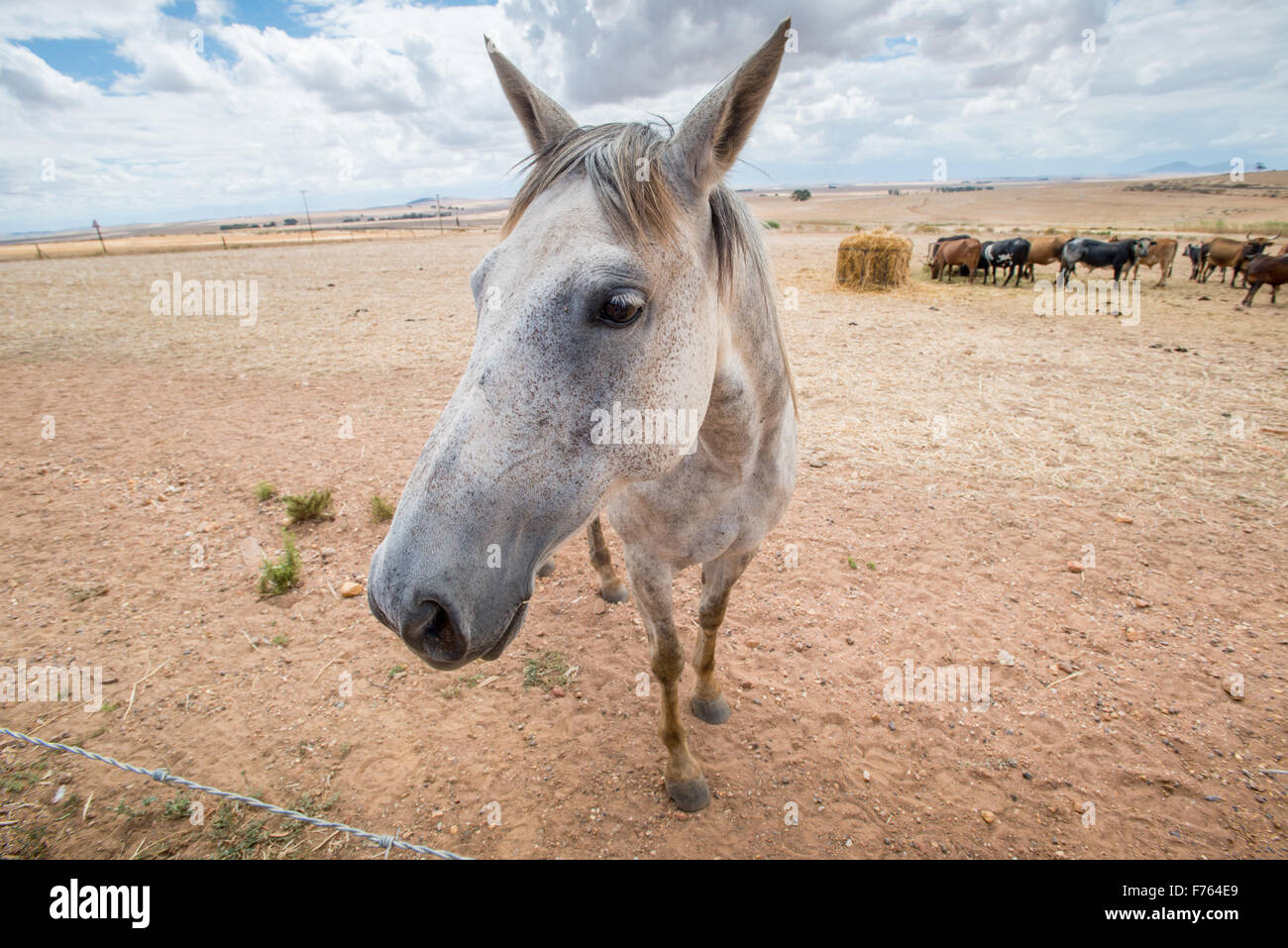 Pferd mit Kühen im Hintergrund in Südafrika Stockfoto