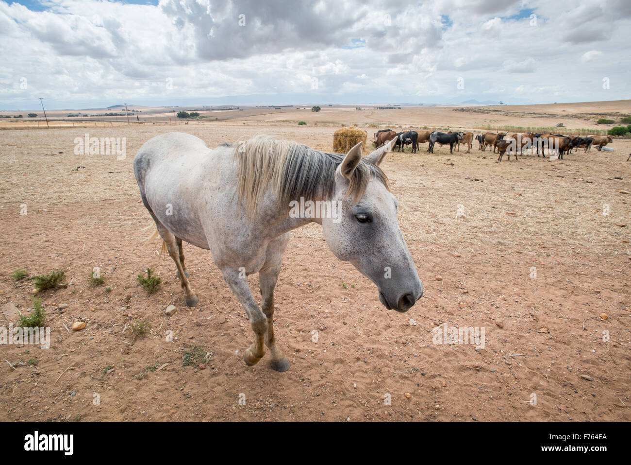 Pferd mit Kühen im Hintergrund in Südafrika Stockfoto